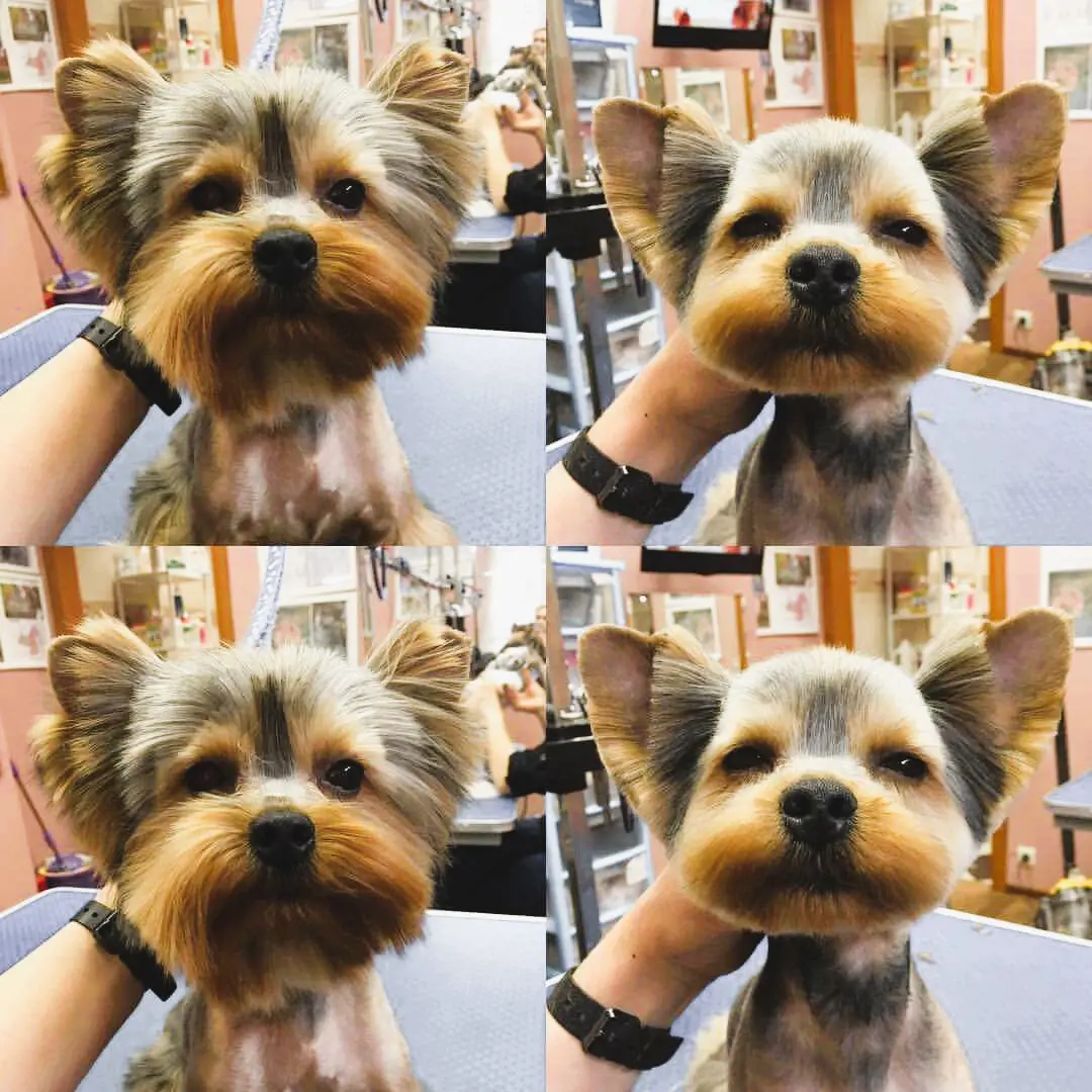 Yorkie getting a haircut before and after pictures